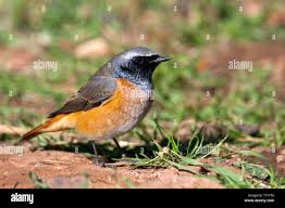 Attēlu rezultāti vaicājumam “Phoenicurus phoenicurus male”