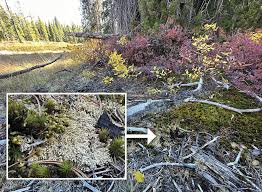 Attēlu rezultāti vaicājumam “Sphagnum platyphyllum”