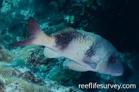 Image result for Parupeneus trifasciatus