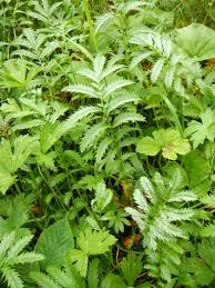 Attēlu rezultāti vaicājumam “Potentilla arenaria bud”