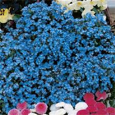 Image result for Myosotis sylvatica