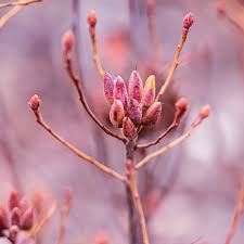 Attēlu rezultāti vaicājumam “Rhododendron canadense flower”