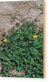 Attēlu rezultāti vaicājumam “Potentilla reptans”