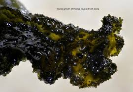 Attēlu rezultāti vaicājumam “Collema flaccidum”