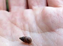 Attēlu rezultāti vaicājumam “Ena obscura”