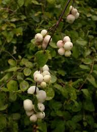 Attēlu rezultāti vaicājumam “Symphoricarpos albus fruit”