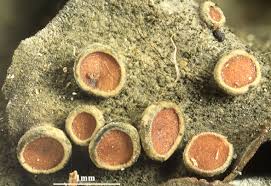 Attēlu rezultāti vaicājumam “Leptogium saturninum”