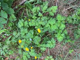 Attēlu rezultāti vaicājumam “Ranunculus cassubicus”