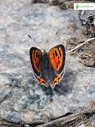 Attēlu rezultāti vaicājumam “Lycaena phlaeas underside”
