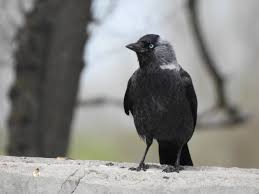 Attēlu rezultāti vaicājumam “Corvus monedula”