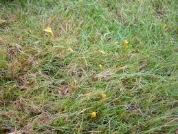 Attēlu rezultāti vaicājumam “Clavulinopsis helvola”