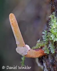 Attēlu rezultāti vaicājumam “Cordyceps polyarthra”