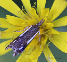 Attēlu rezultāti vaicājumam “Crambus heringiellus”