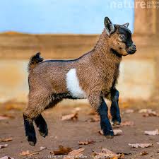 Attēlu rezultāti vaicājumam “Capra juvenile”