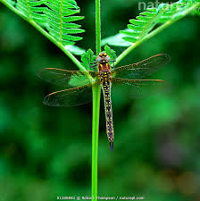 Attēlu rezultāti vaicājumam “Brachytron pratense”
