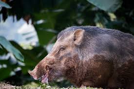 Attēlu rezultāti vaicājumam “Sus scrofa”