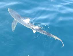 Image result for Furgaleus macki