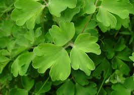 Image result for Aquilegia vulgaris