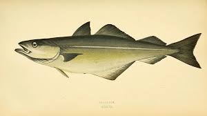 Image result for Pollachius virens