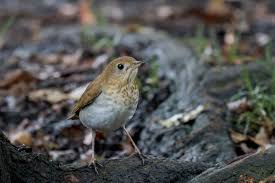 Image result for Catharus fuscescens