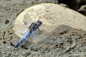 Attēlu rezultāti vaicājumam “Orthetrum cancellatum”