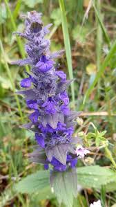Attēlu rezultāti vaicājumam “Ajuga genevensis flower”
