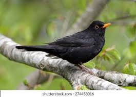 Attēlu rezultāti vaicājumam “Turdus merula male”