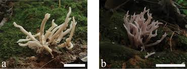 Attēlu rezultāti vaicājumam “Clavaria sphagnicola”