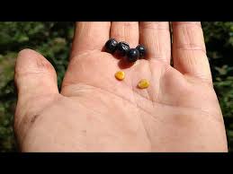 Attēlu rezultāti vaicājumam “Frangula alnus fruit”