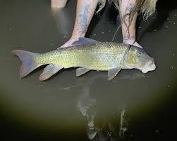 Image result for Moxostoma carinatum