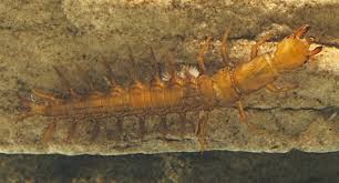 Attēlu rezultāti vaicājumam “Megaloptera”