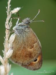Attēlu rezultāti vaicājumam “Coenonympha pamphilus underside”