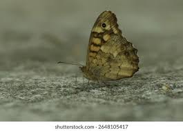 Attēlu rezultāti vaicājumam “Pararge aegeria underside”