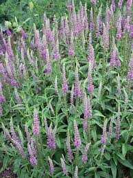 Attēlu rezultāti vaicājumam “Veronica longifolia leaf”