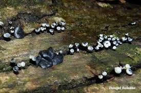 Attēlu rezultāti vaicājumam “Holwaya mucida”