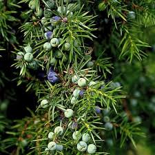 Attēlu rezultāti vaicājumam “Juniperus communis fruit”
