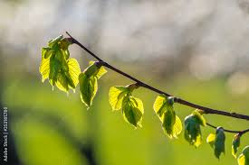 Attēlu rezultāti vaicājumam “Tilia cordata bud”