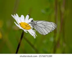 Attēlu rezultāti vaicājumam “Aporia crataegi female”