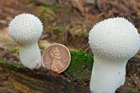 Attēlu rezultāti vaicājumam “Lycoperdon perlatum”