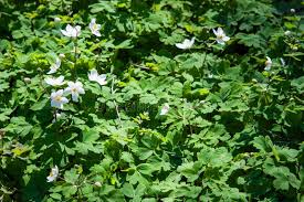 Attēlu rezultāti vaicājumam “Isopyrum thalictroides fruit”