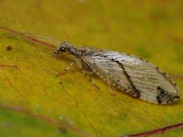 Attēlu rezultāti vaicājumam “Hemerobius perelegans”