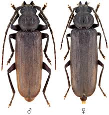 Attēlu rezultāti vaicājumam “Criocephalus rusticus”