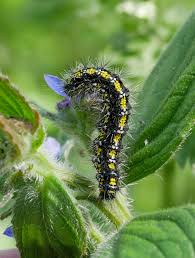 Attēlu rezultāti vaicājumam “Callimorpha dominula larva”