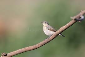 Attēlu rezultāti vaicājumam “Oenanthe oenanthe juvenile”