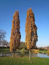 Attēlu rezultāti vaicājumam “Quercus robur Fastigiata”