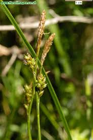 Attēlu rezultāti vaicājumam “Carex caryophyllea”