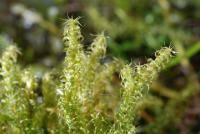 Attēlu rezultāti vaicājumam “Rhytidiadelphus squarrosus”