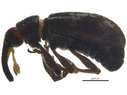 Attēlu rezultāti vaicājumam “Anthonomus phyllocola”