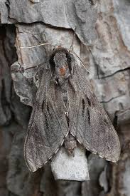 Attēlu rezultāti vaicājumam “Sphinx pinastri”