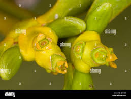 Attēlu rezultāti vaicājumam “Viscum album female flower”
